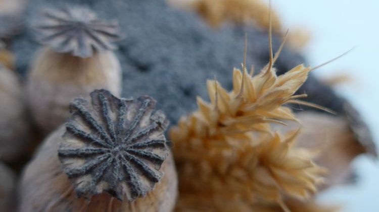 Cerait-ce Elsa qui les a cueillies ?